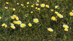 Malacothrix californica