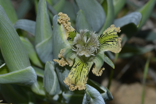 Speckle Spiderlily