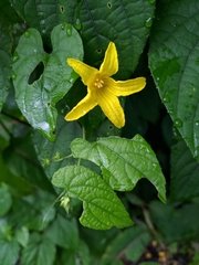 Thladiantha punctata