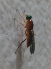 Ptecticus insularis