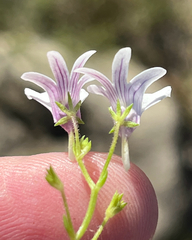 Nemesia diffusa, photograph (c) Dave U, some rights reserved (CC BY-SA)