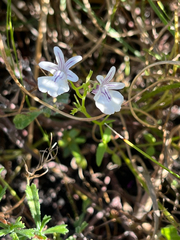 Nemesia diffusa, photograph (c) Dave U, some rights reserved (CC BY-SA)