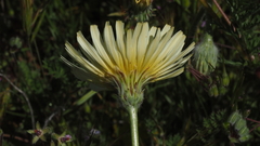 Malacothrix californica