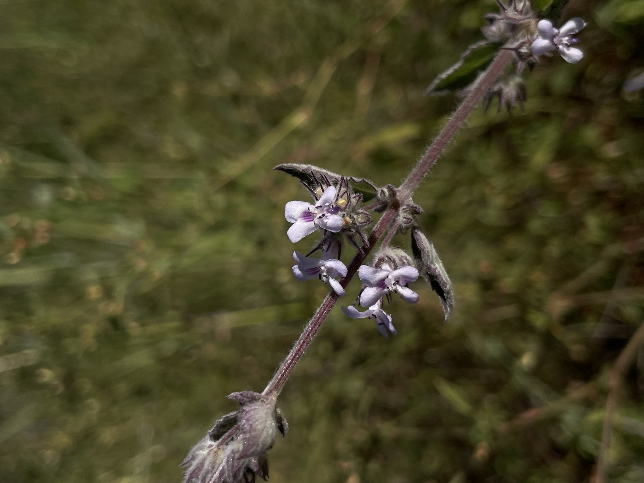 Mesosphaerum suaveolens