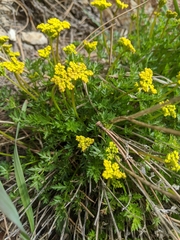 Cymopterus hallii