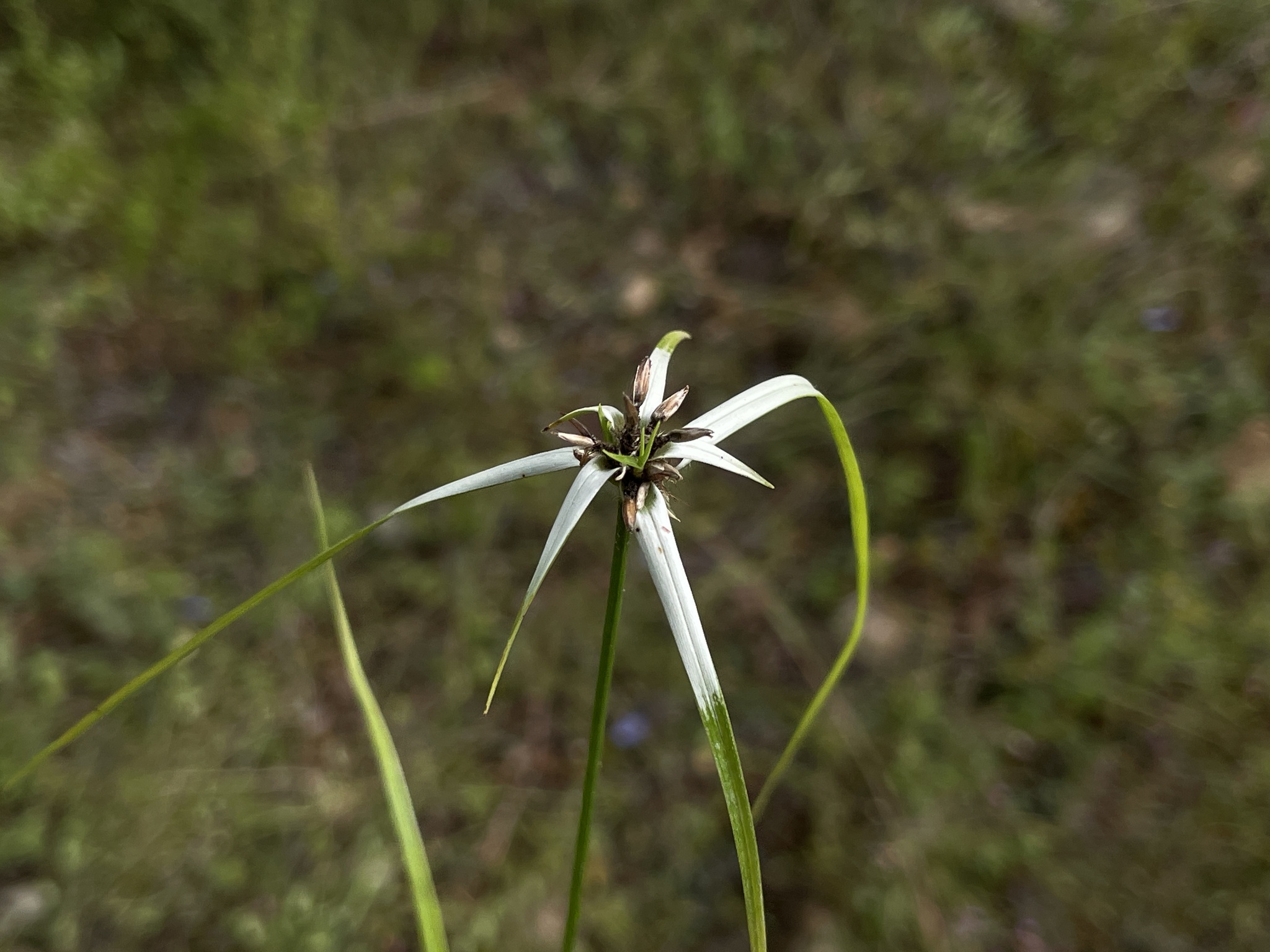 Rhynchospora nervosa