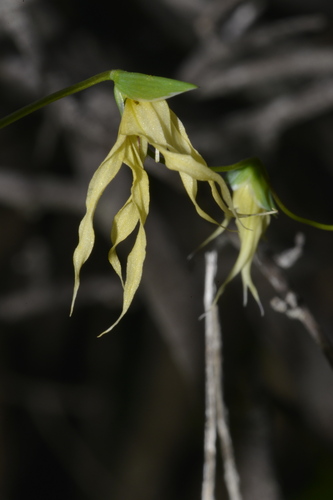 Fairybells