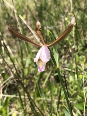Cleistesiopsis oricamporum
