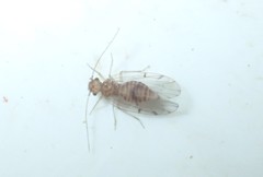 Ectopsocus briggsi
