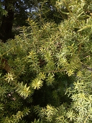 Podocarpus totara