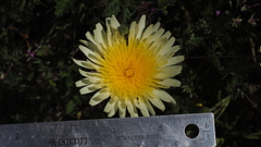 Malacothrix californica