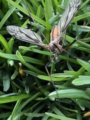 Nephrotoma altissima