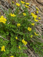Cymopterus hallii
