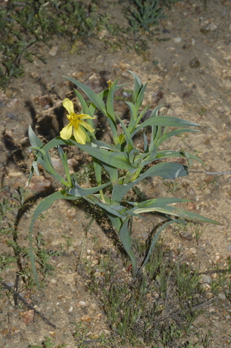Moraea knersvlaktensis