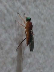 Ptecticus insularis