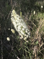 Melanthieae