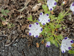 Nemophila maculata