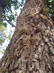 Tillandsia recurvata image