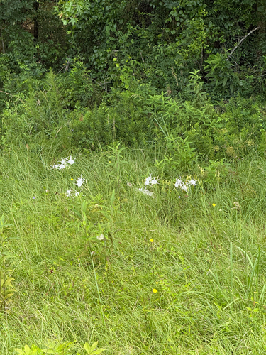 Hymenocallis occidentalis eulae