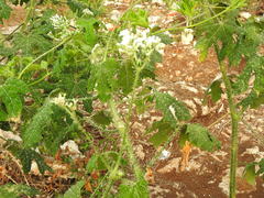 Cnidoscolus multilobus