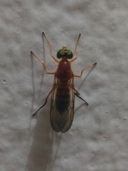 Ptecticus insularis