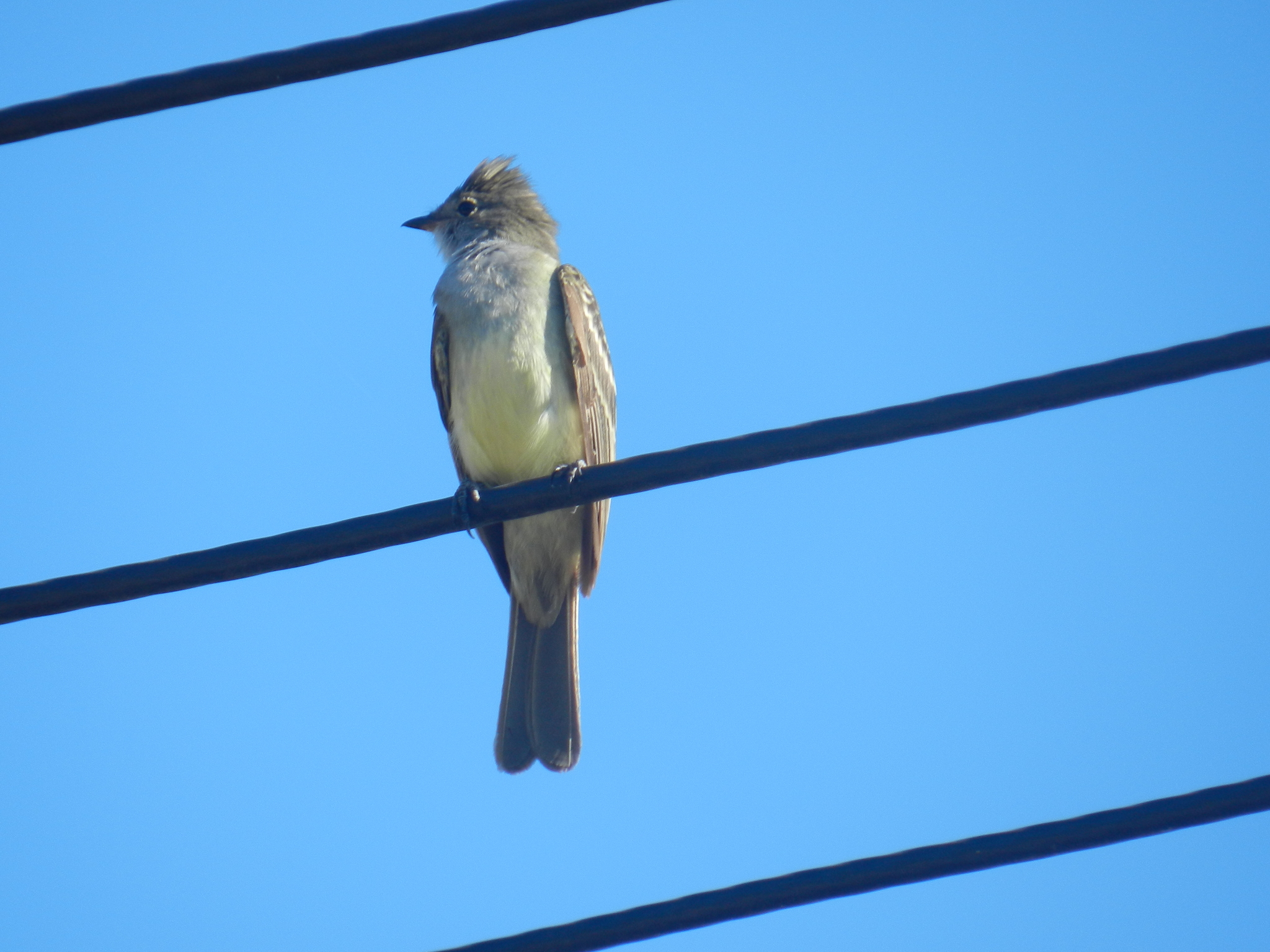 Large Elaenia (Elaenia spectabilis)