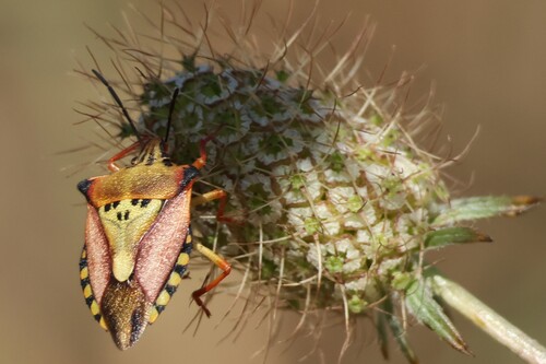 Red Shield Bug