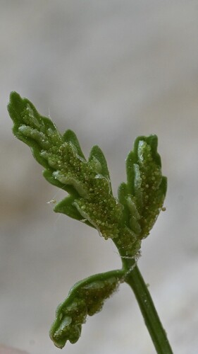 Asplenium seelosii, 2026-06-06