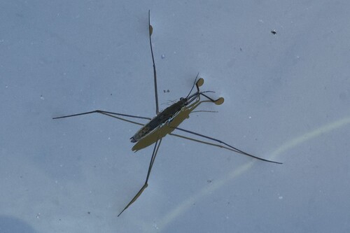 lake pondskater