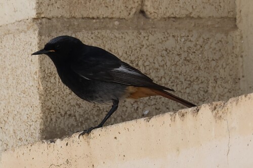 Black Redstart