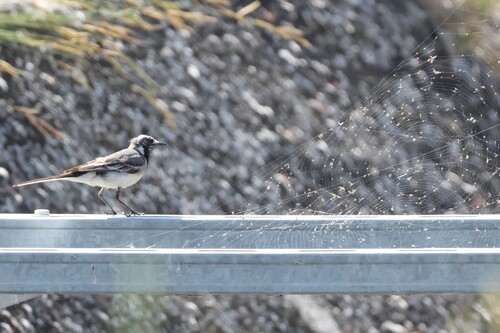 White Wagtail