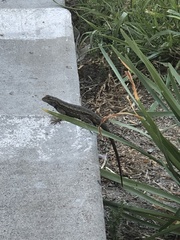 Sceloporus occidentalis