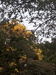 Handroanthus guayacan