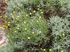 Santolina chamaecyparissus