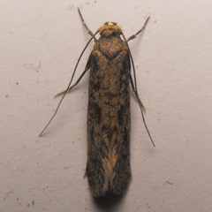 Acrolophinae