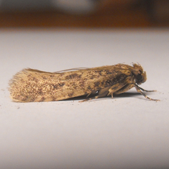 Acrolophinae