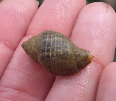 Nucella ostrina
