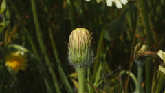 Malacothrix californica