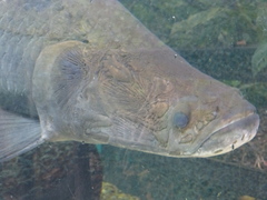 Arapaima gigas
