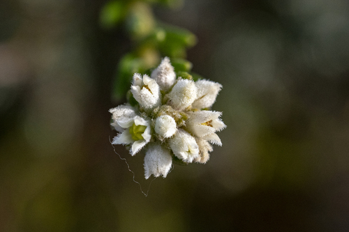 Phylica imberbis, photograph 4