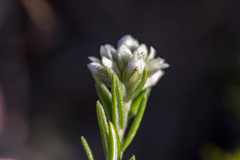 Phylica imberbis