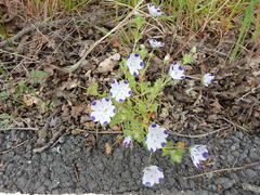 Nemophila maculata