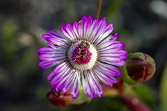 Ruschia sarmentosa