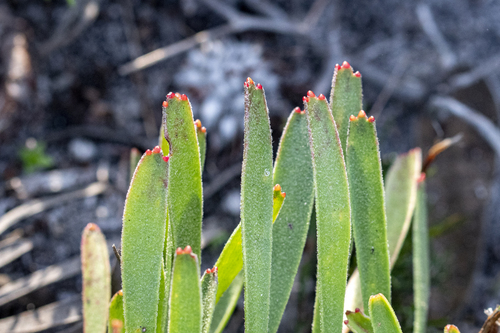 Leucospermum hypophyllocarpodendron, photograph 5