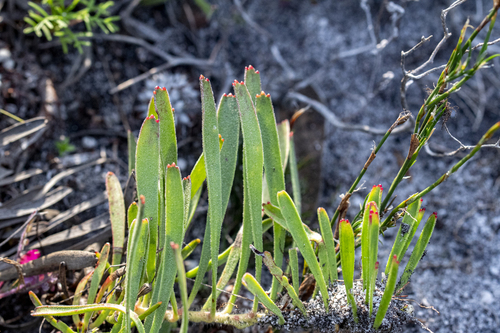 Leucospermum hypophyllocarpodendron, photograph 6