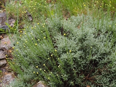 Santolina chamaecyparissus