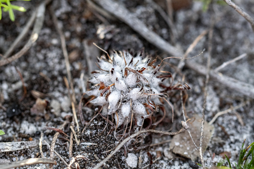 Leucospermum hypophyllocarpodendron, photograph 4