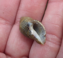 Nucella ostrina