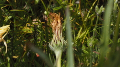 Malacothrix californica