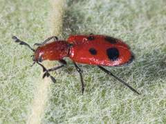 Pelonides quadrinotata